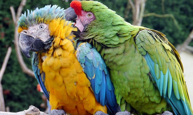Poruchy správania u papagájov
