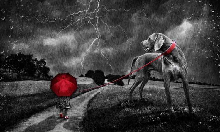 Pes, strach a búrky