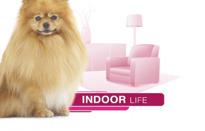 Royal Canin - Indoor Life