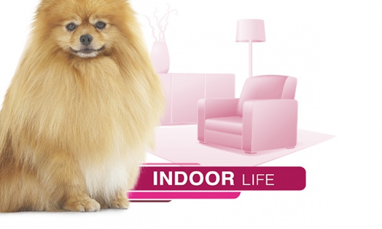 Royal Canin - Indoor Life