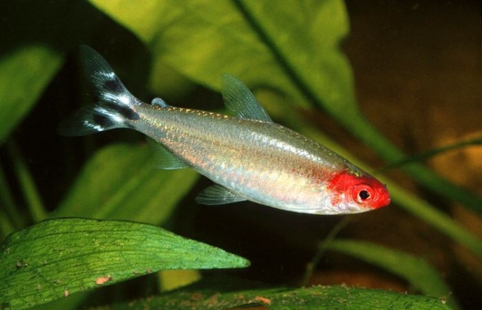 Tetra Bleherova