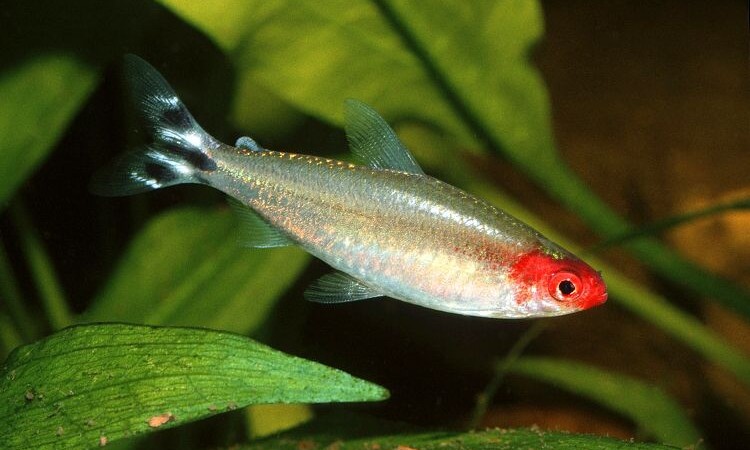 Tetra Bleherova