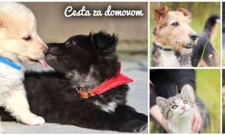 Cesta za domovom našla svoj domov