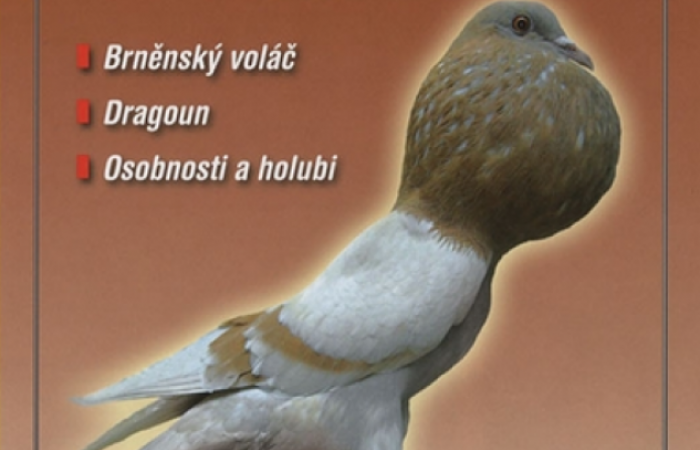 Svět holubů