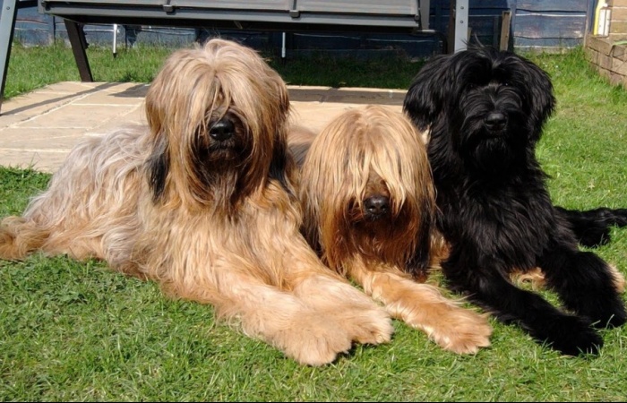 Briard