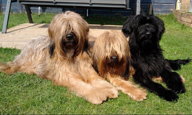 Briard