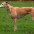 Španielsky chrt Galgo