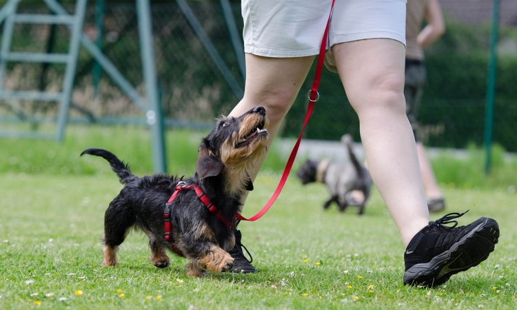 7 mýtov o trénovaní psov